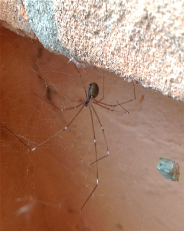 Pholcidae: Holocnemus pluchei  -  Cesena (FC)